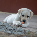 Dog Poop Pickup in Pittsfield, Michigan