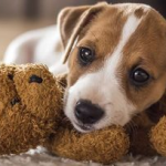 Dog Poop Pickup in Pittsfield, Michigan