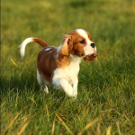 Dog Poop Pickup in Pittsfield, Michigan