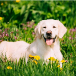 Dog Poop Pickup in Pittsfield, Michigan