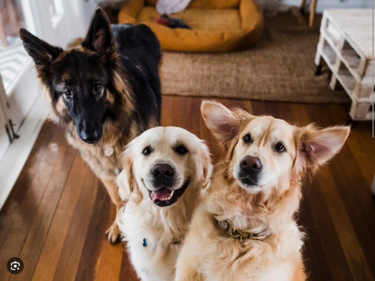 Dog Poop Pickup in Pittsfield, Michigan