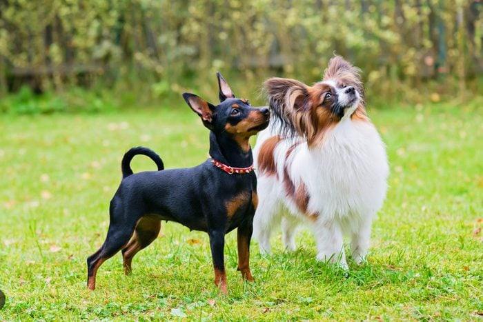 Dog Poop Pickup in Pittsfield, Michigan