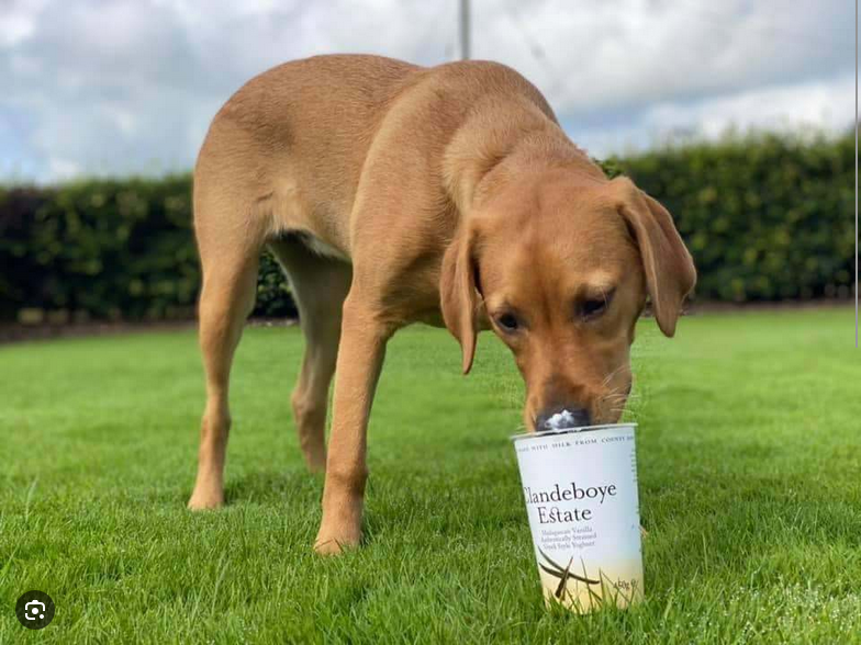 Dog Poop Pickup in Pittsfield, Michigan